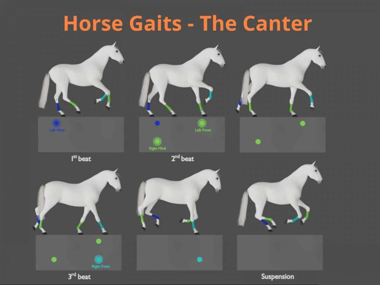 Top-class horse riding lessons in Stockport